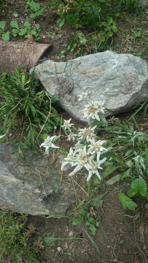 Rifugio Stella Alpina Hotel Saviore dell'Adamello Екстериор снимка